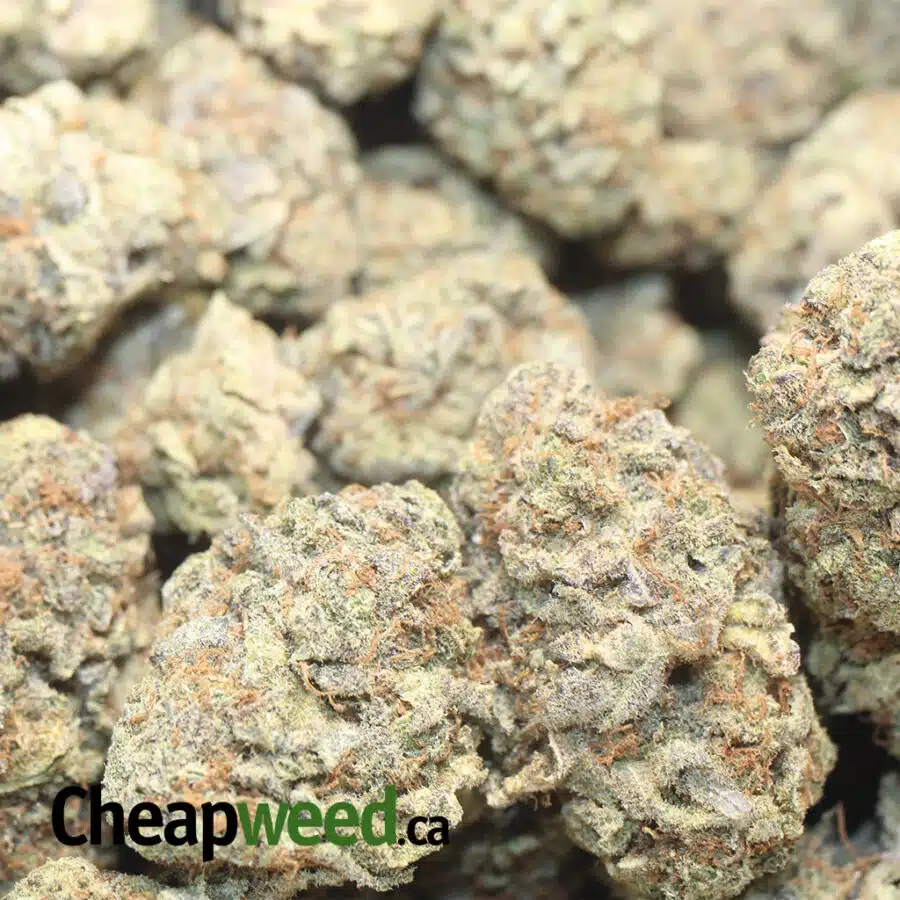 candyland bulk special 1 I Candyland Bulk Special
