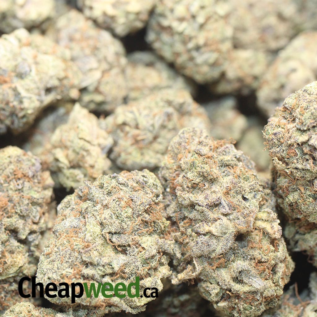 Candyland Bulk Special - Image 3