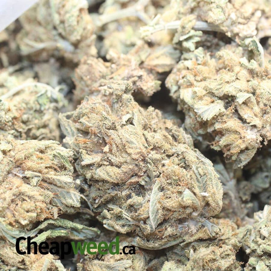 cheap aa indica 1 I Cheap AA+ Indica