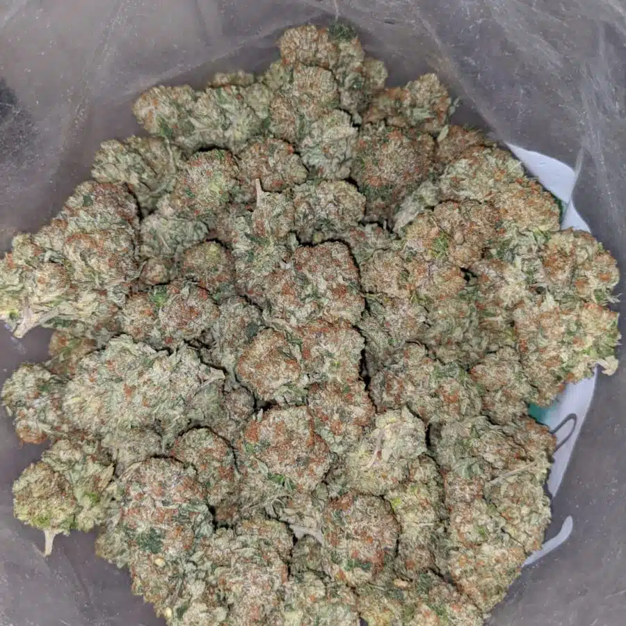 chemo kush aaa 4 I Chemo Kush AAA