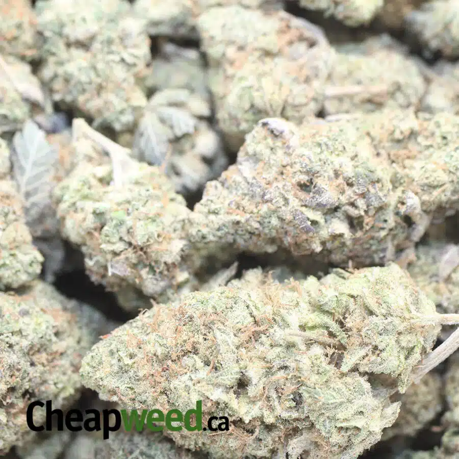 dosi og dod I Dosi OG - *Deal Of The Day*