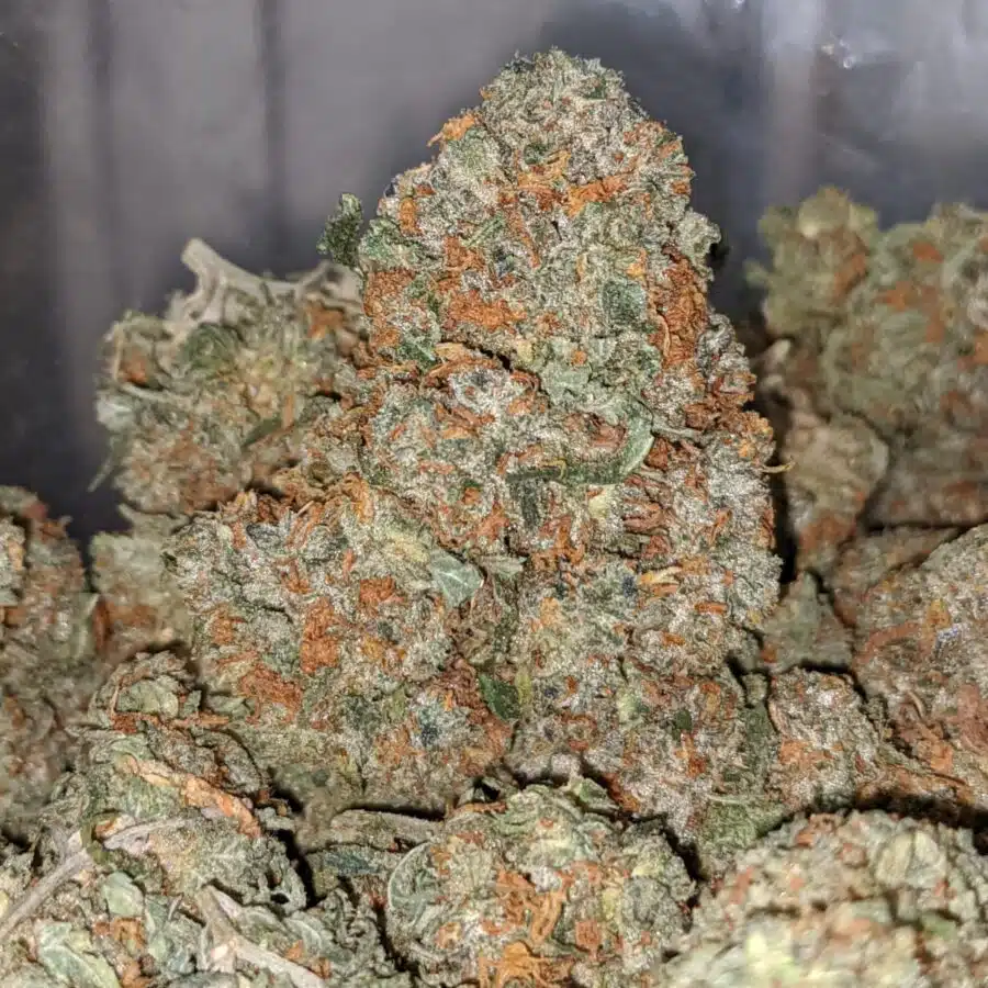 g 13 classic 1 I G13 Classic