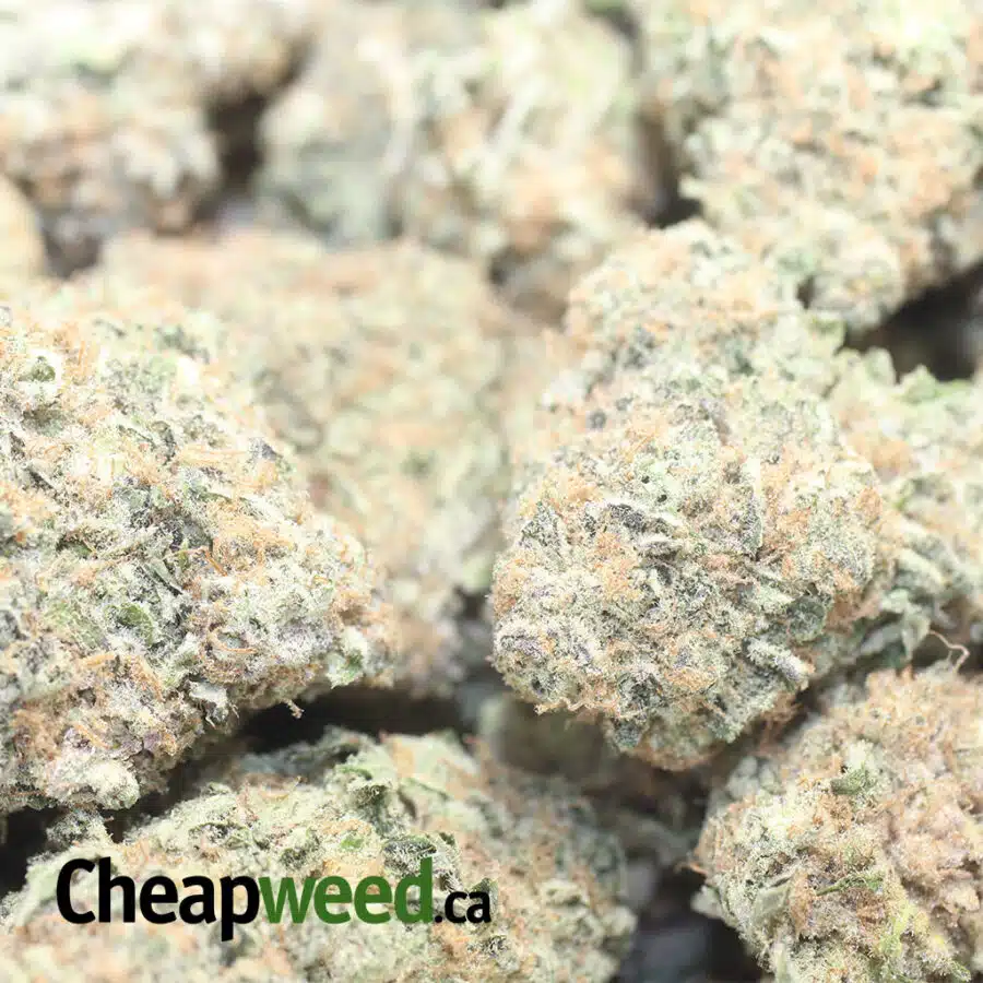 gorilla bomb aaa 1 I Gorilla Bomb AAA