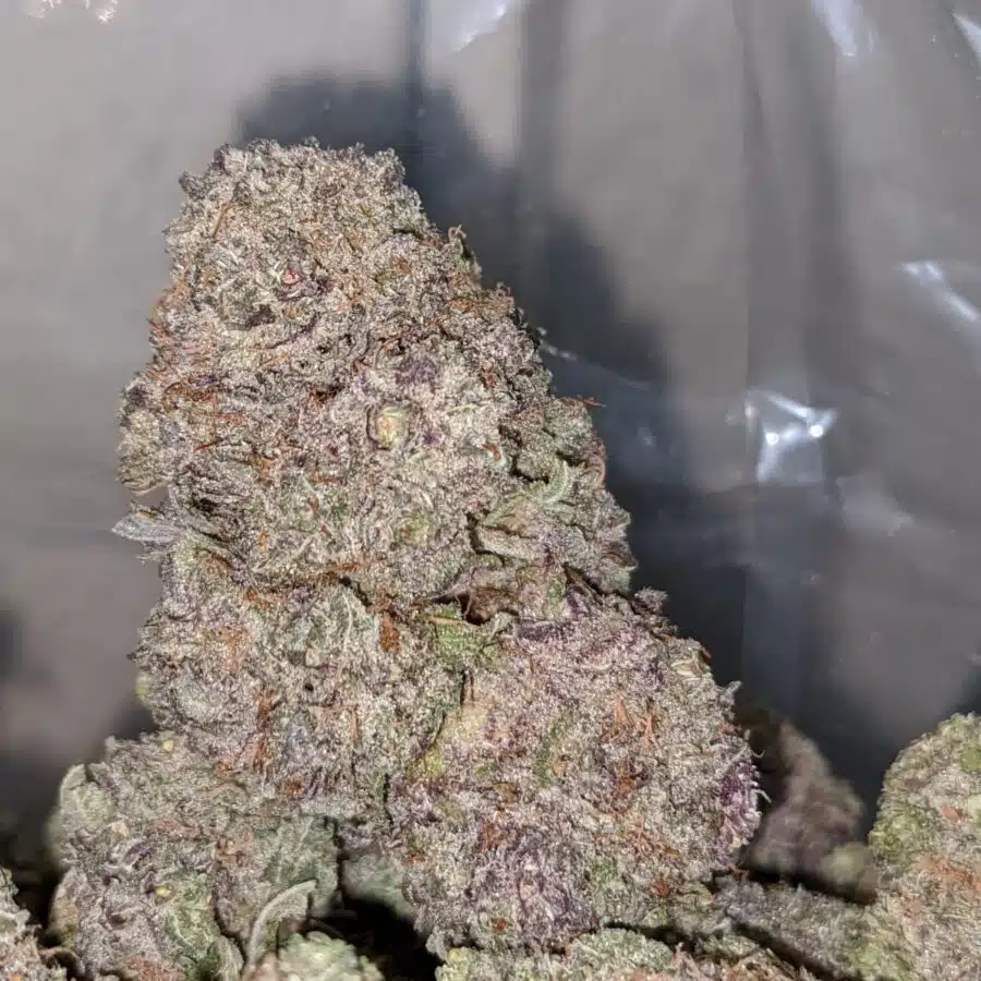 grape bubblegum 2 I Grape Bubblegum