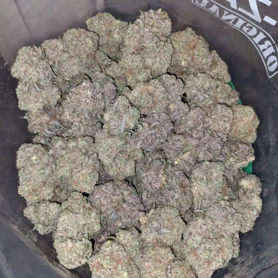 grape bubblegum 3 I Grape Bubblegum