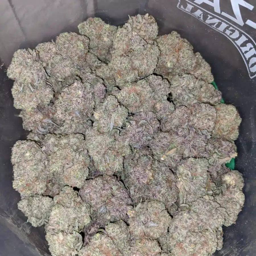 grape bubblegum 4 I Grape Bubblegum