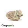 Green Bubba - *Deal OF The Day*
