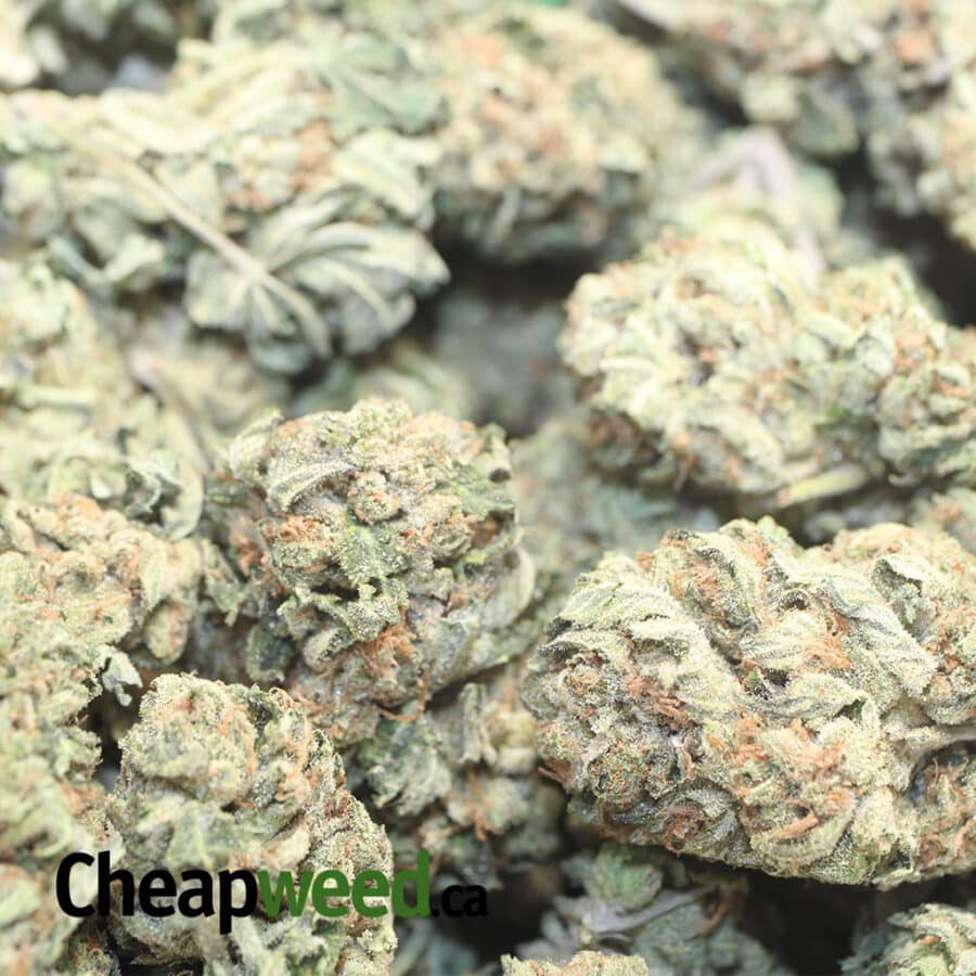 green bubba dod 2 I Green Bubba - *Deal OF The Day*
