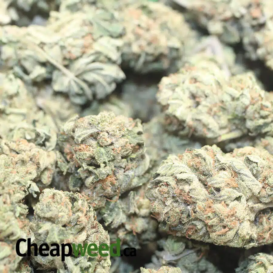 green bubba dod 2 I Green Bubba - *Deal OF The Day*