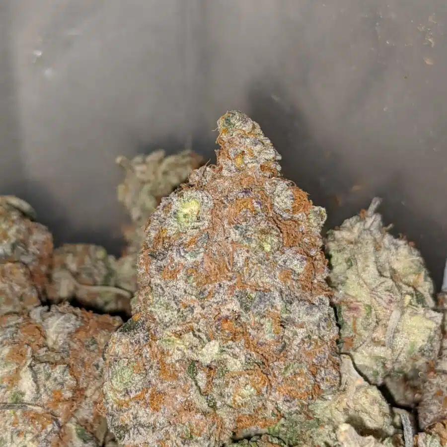 green crack aaa 1 I Green Crack AAA