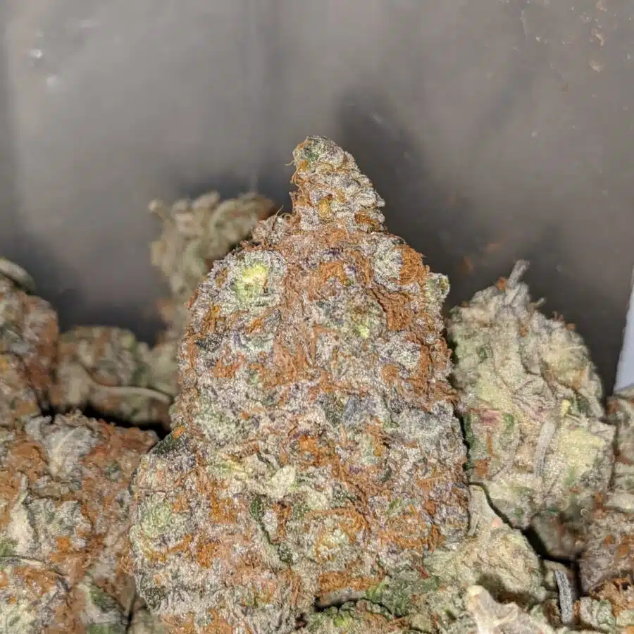 green crack aaa 2 I Green Crack AAA