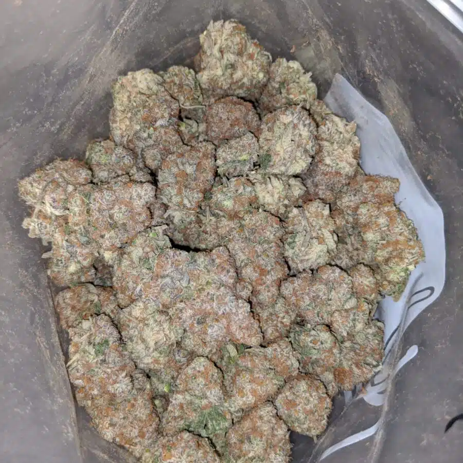 green crack aaa 4 I Green Crack AAA