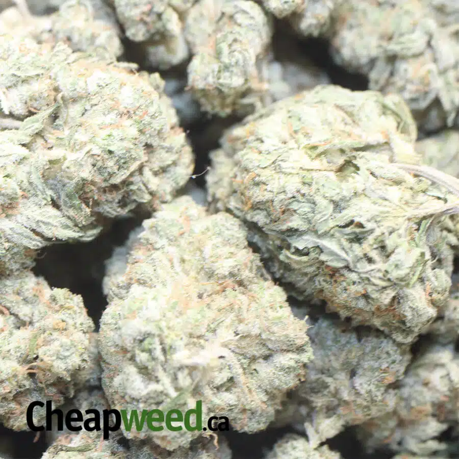 ice kush aaa 1 I Ice Kush AAA