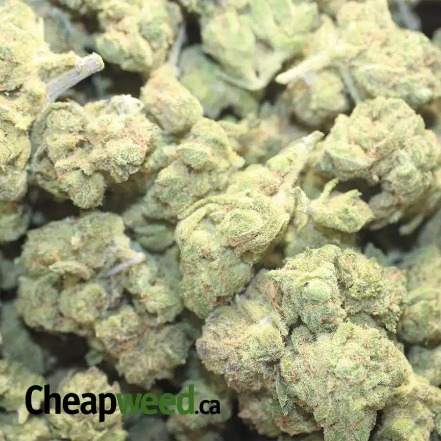 jack candy dod 1 I Jack Candy - *Deal Of The Day*