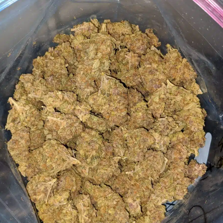 orange candy bulk special 3 I Orange Candy Bulk Special
