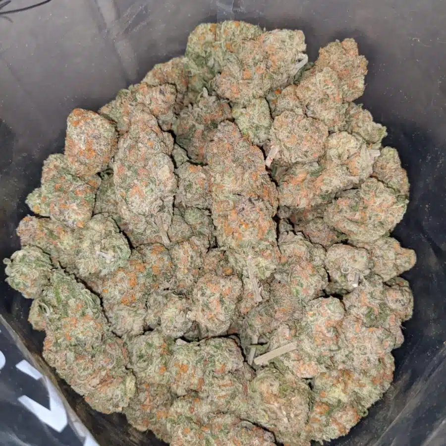 Alternative view of Orange Creamsicle