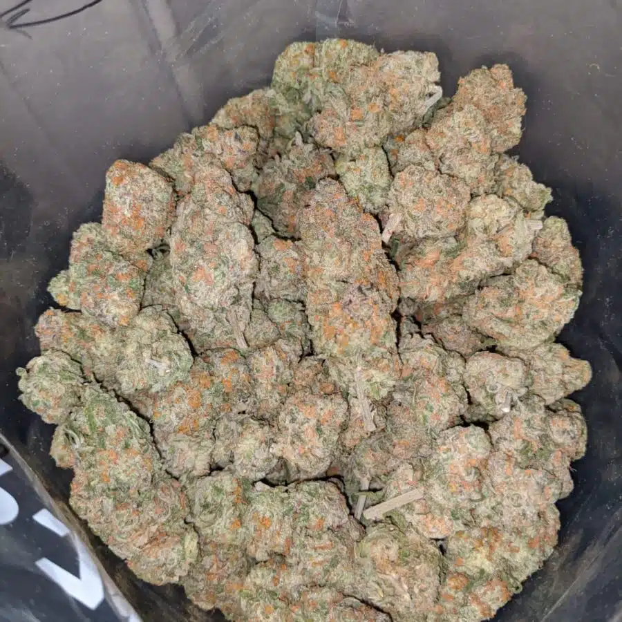Orange Creamsicle