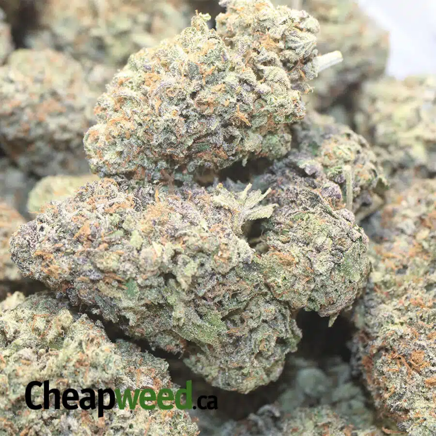 pink bubblegum dod 1 I Pink Bubblegum - *Deal Of The Day*
