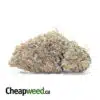 Pink Bubblegum - *Deal Of The Day*