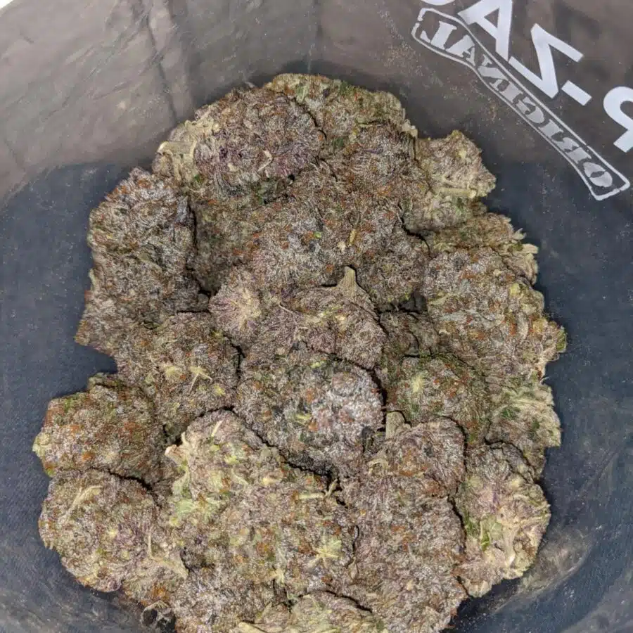 pink rockstar aaaa 1 I Pink Rockstar AAAA+