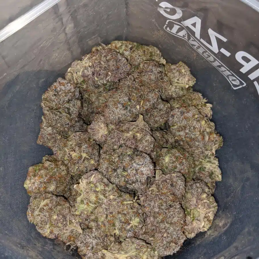 pink rockstar aaaa 4 I Pink Rockstar AAAA+