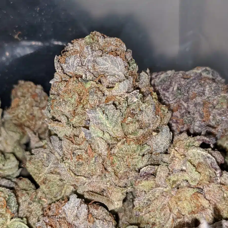 purple cosmo dod 1 I Purple Cosmo - *Deal Of The Day*