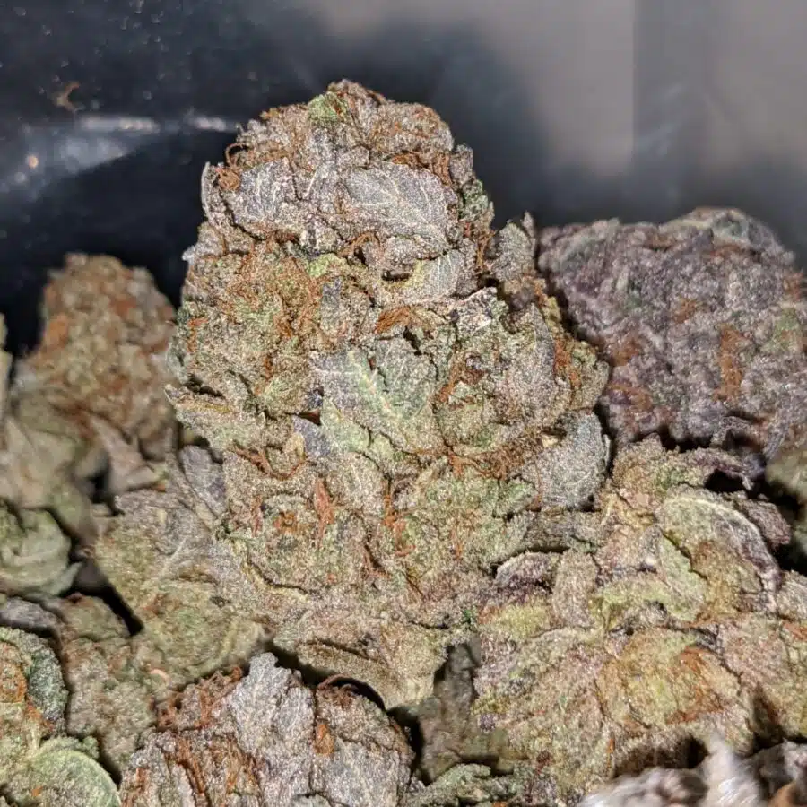 purple cosmo dod 2 I Purple Cosmo - *Deal Of The Day*