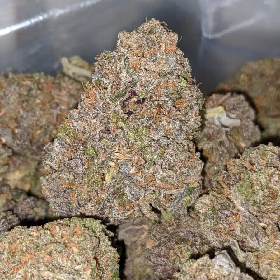 purple grapefruit 1 I Purple Grapefruit