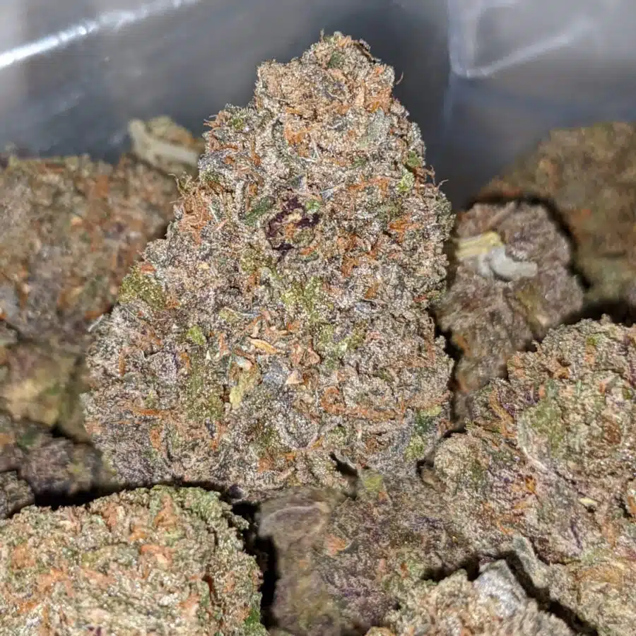 purple grapefruit 2 I Purple Grapefruit