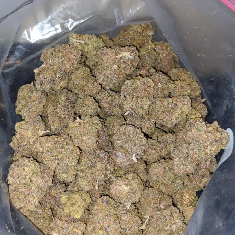 purple grapefruit 3 I Purple Grapefruit