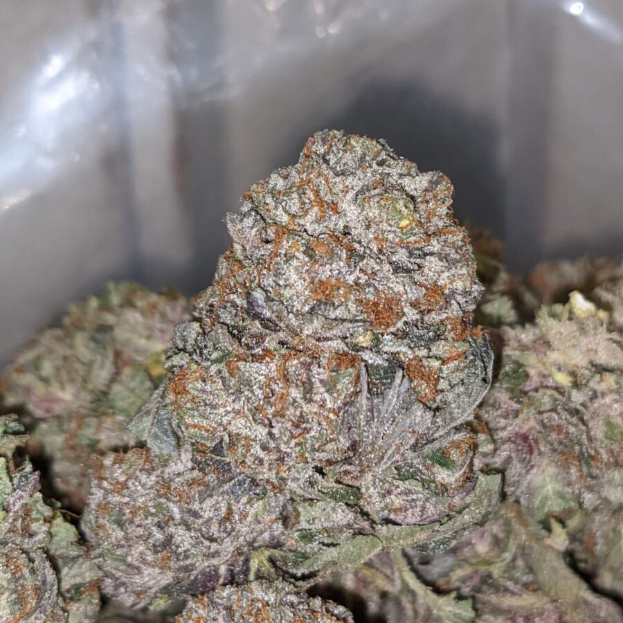 purple kush aaa 1 1 I Purple Kush AAA+