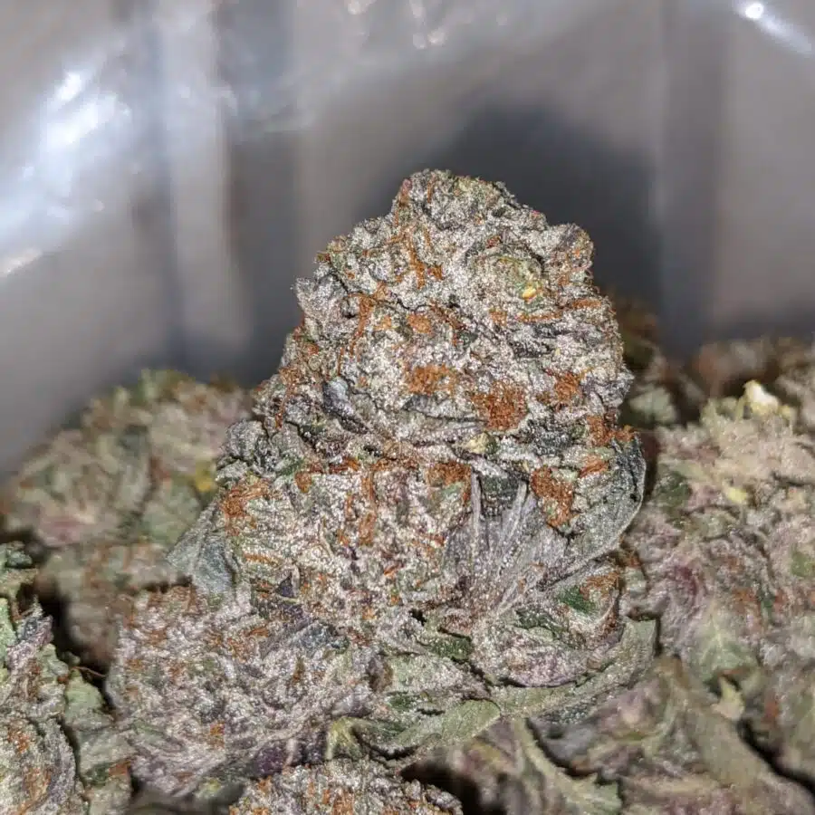 purple kush aaa 1 1 I Purple Kush AAA+