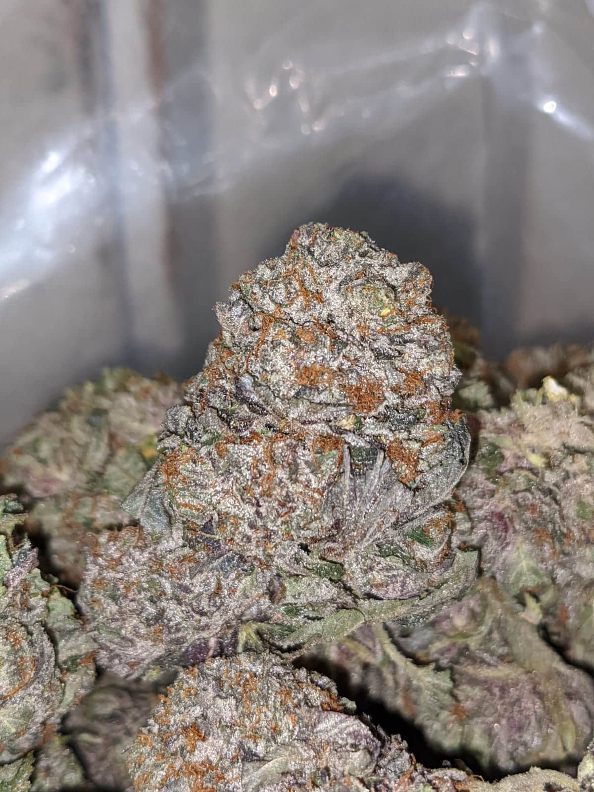 Purple Kush AAA+ - Image 6