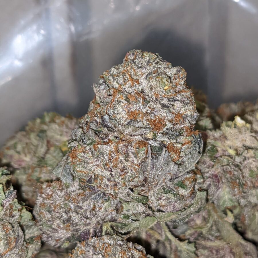 purple kush aaa 2 1 I Purple Kush AAA+