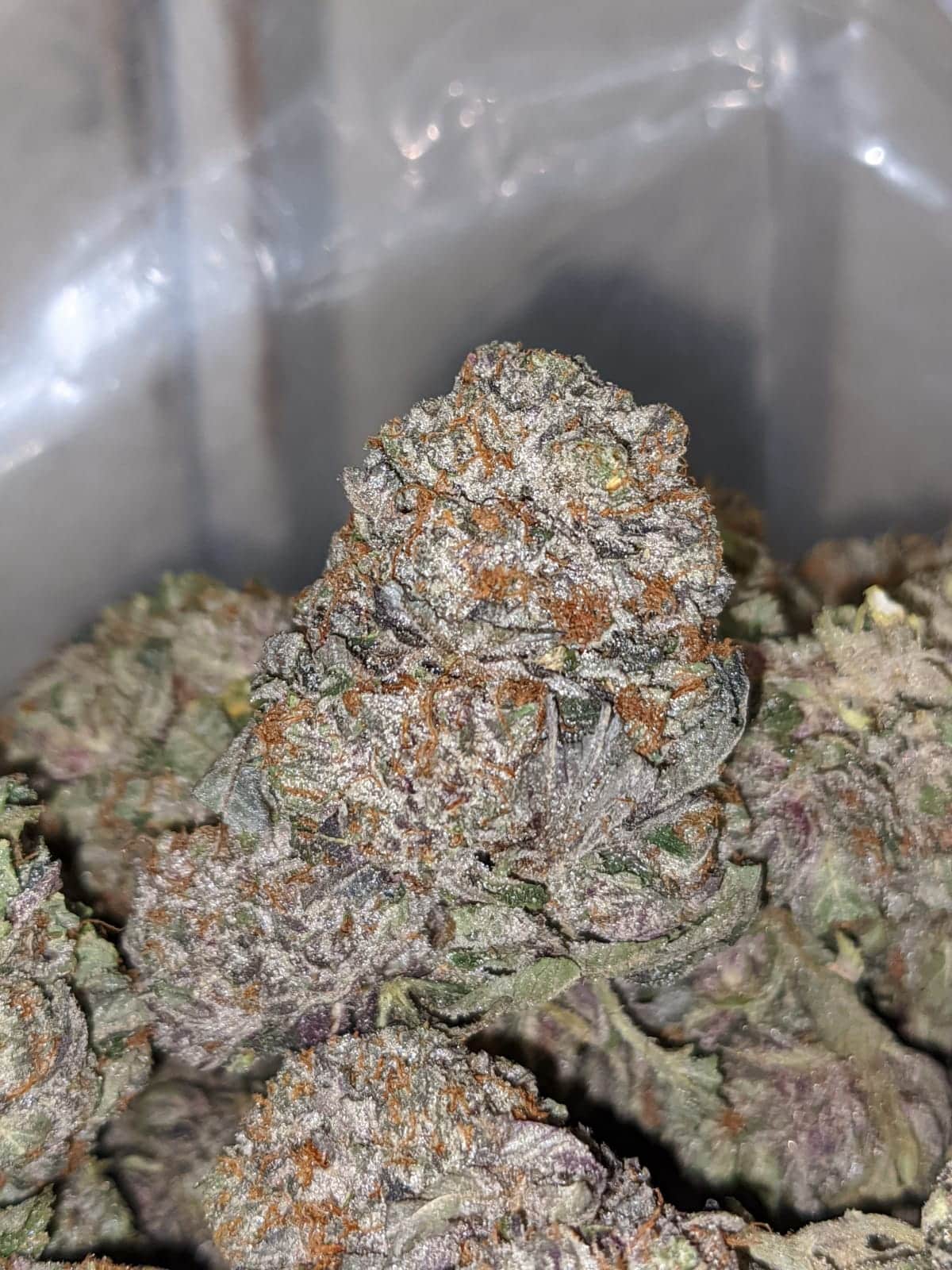 Purple Kush AAA+ - Image 5