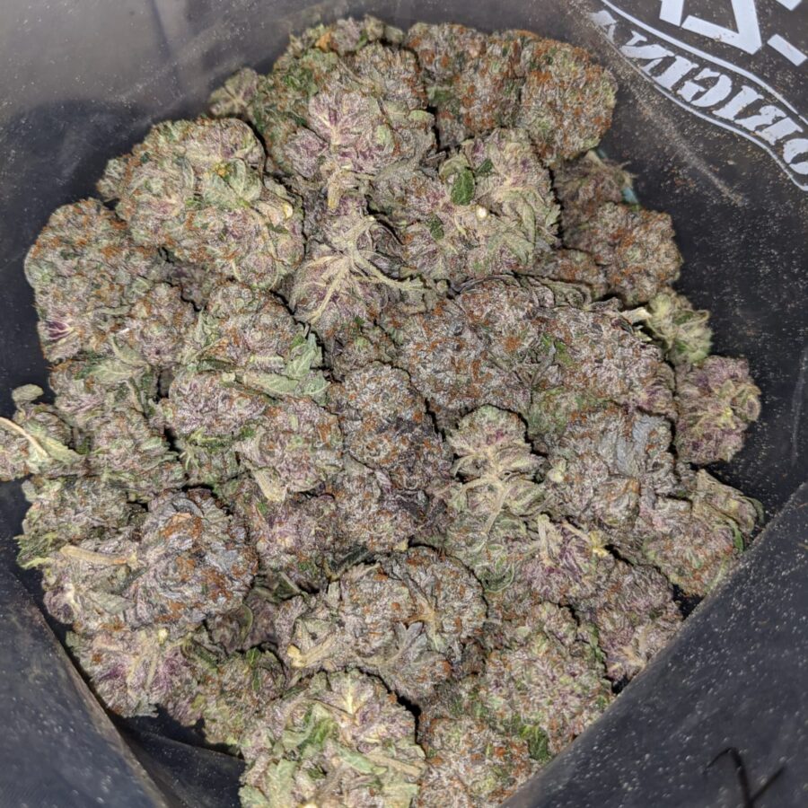 purple kush aaa 3 1 I Purple Kush AAA+