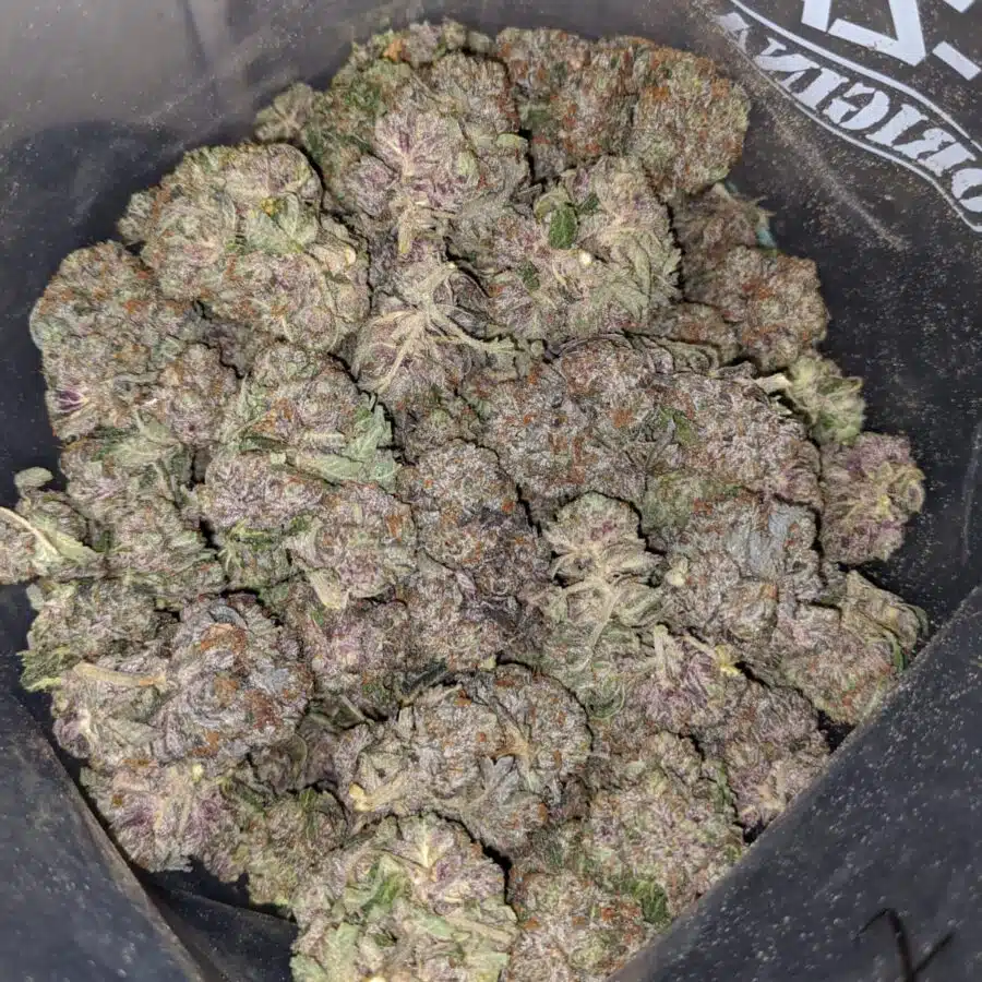 purple kush aaa 3 1 I Purple Kush AAA+
