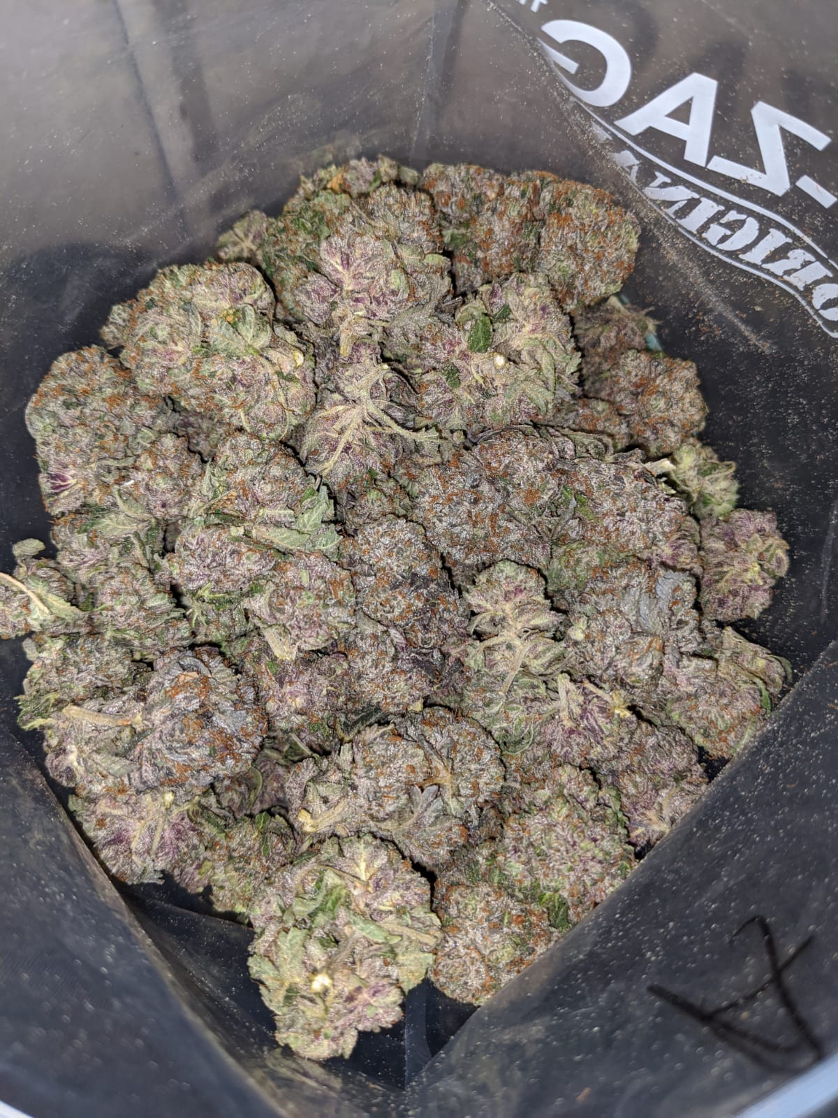 Purple Kush AAA+ - Image 4