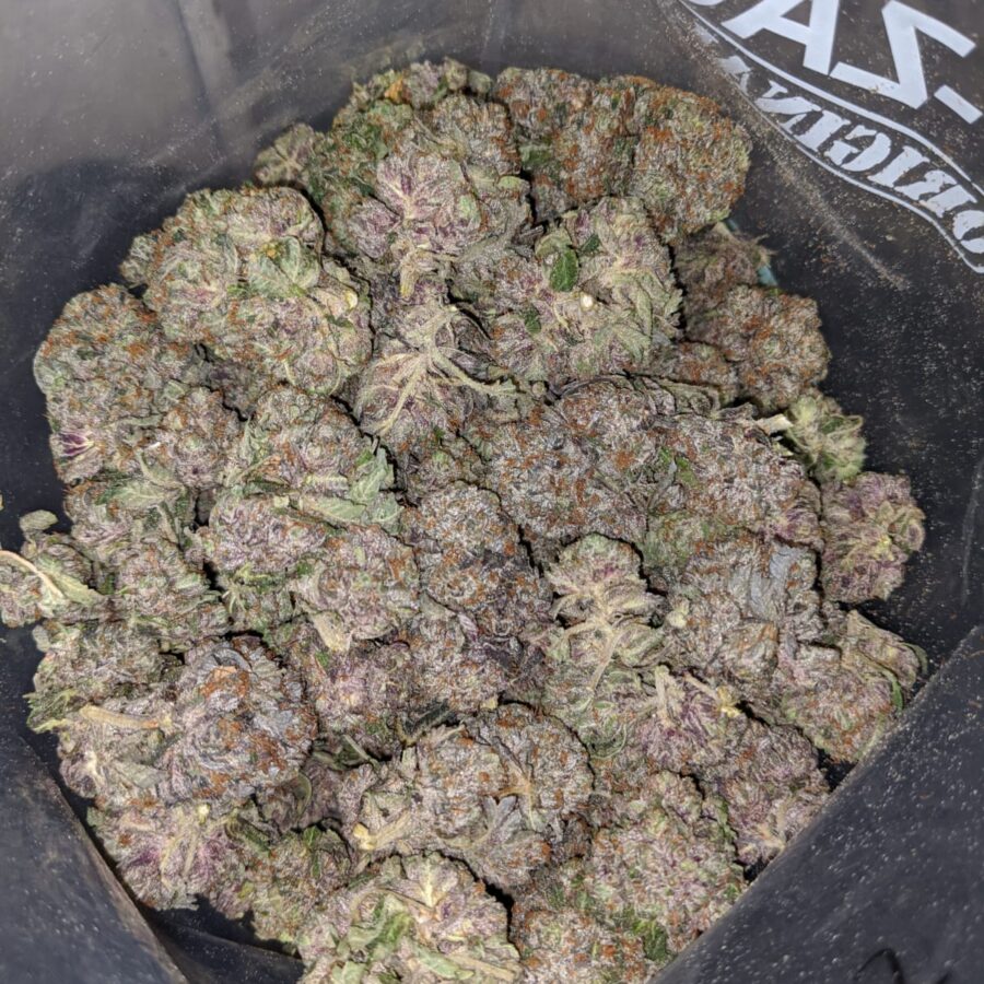 purple kush aaa 4 1 I Purple Kush AAA+