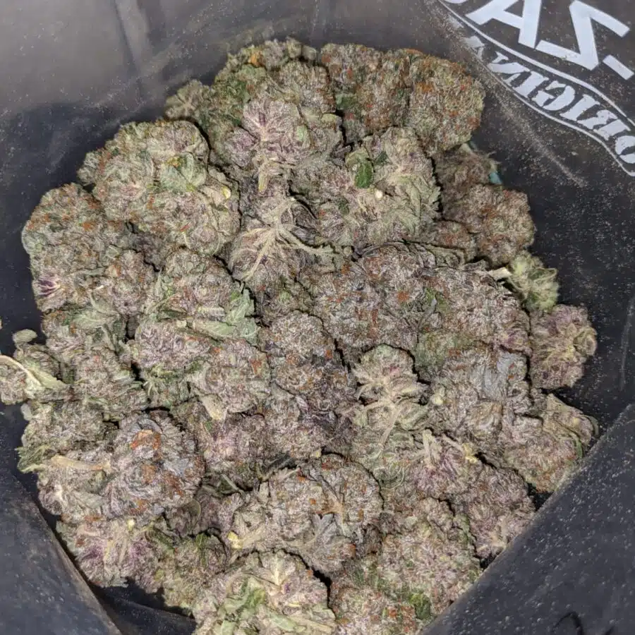 purple kush aaa 4 1 I Purple Kush AAA+