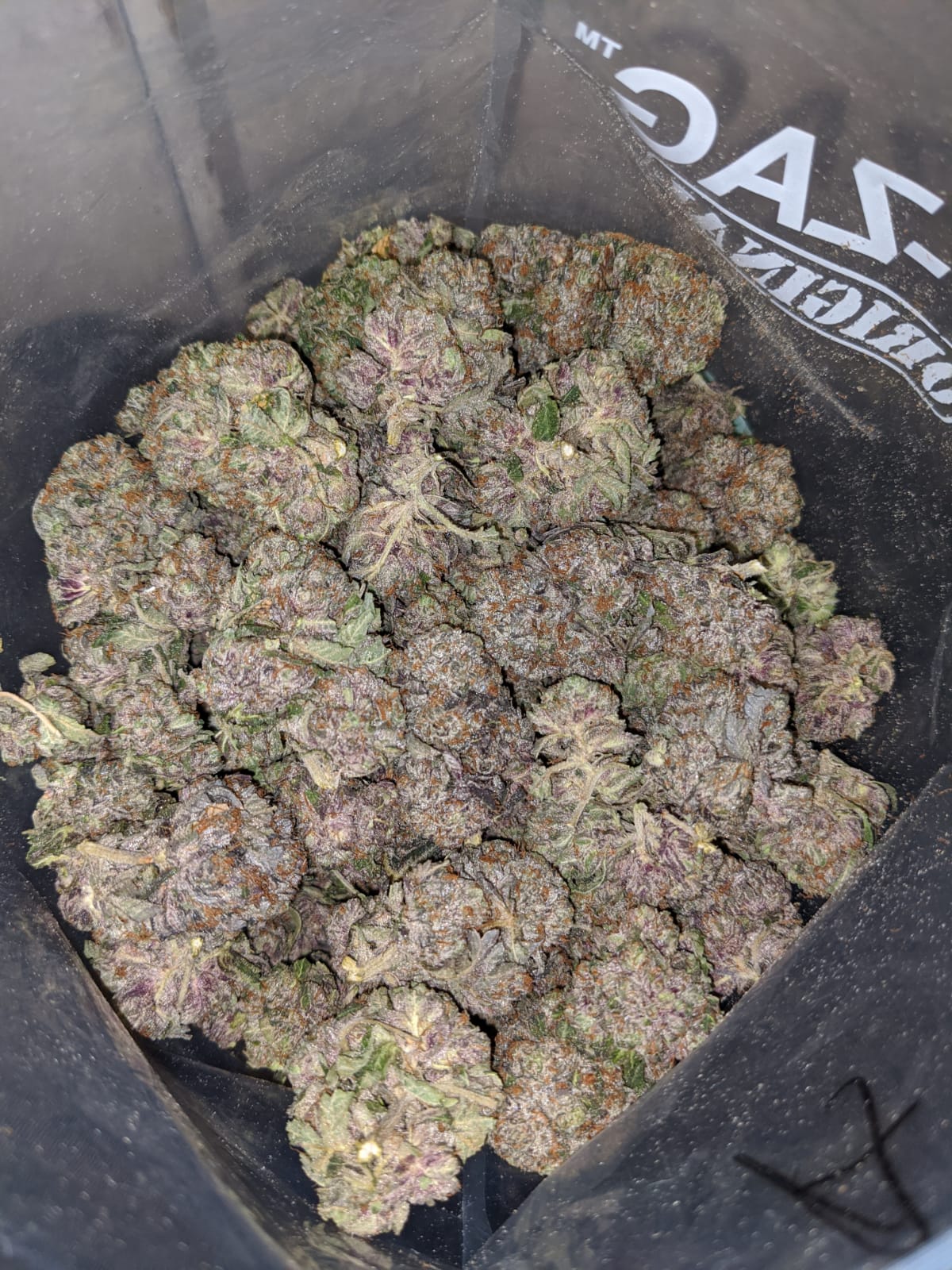 Purple Kush AAA+ - Image 7