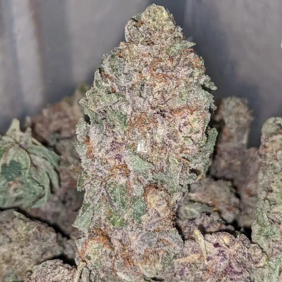 purple widow dod 1 I Emma's Purple Widow
