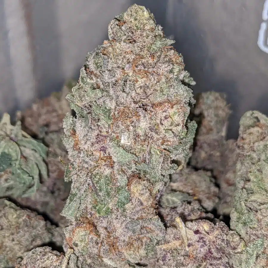 purple widow dod 5 I Emma's Purple Widow