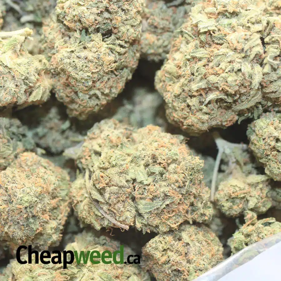 romulan bs 1 I Romulan Bulk Special