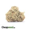Romulan Bulk Special