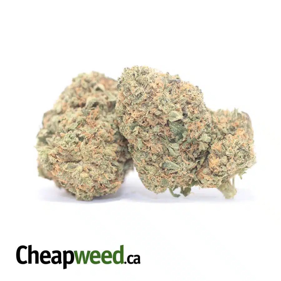romulan bs 3 I Romulan Bulk Special