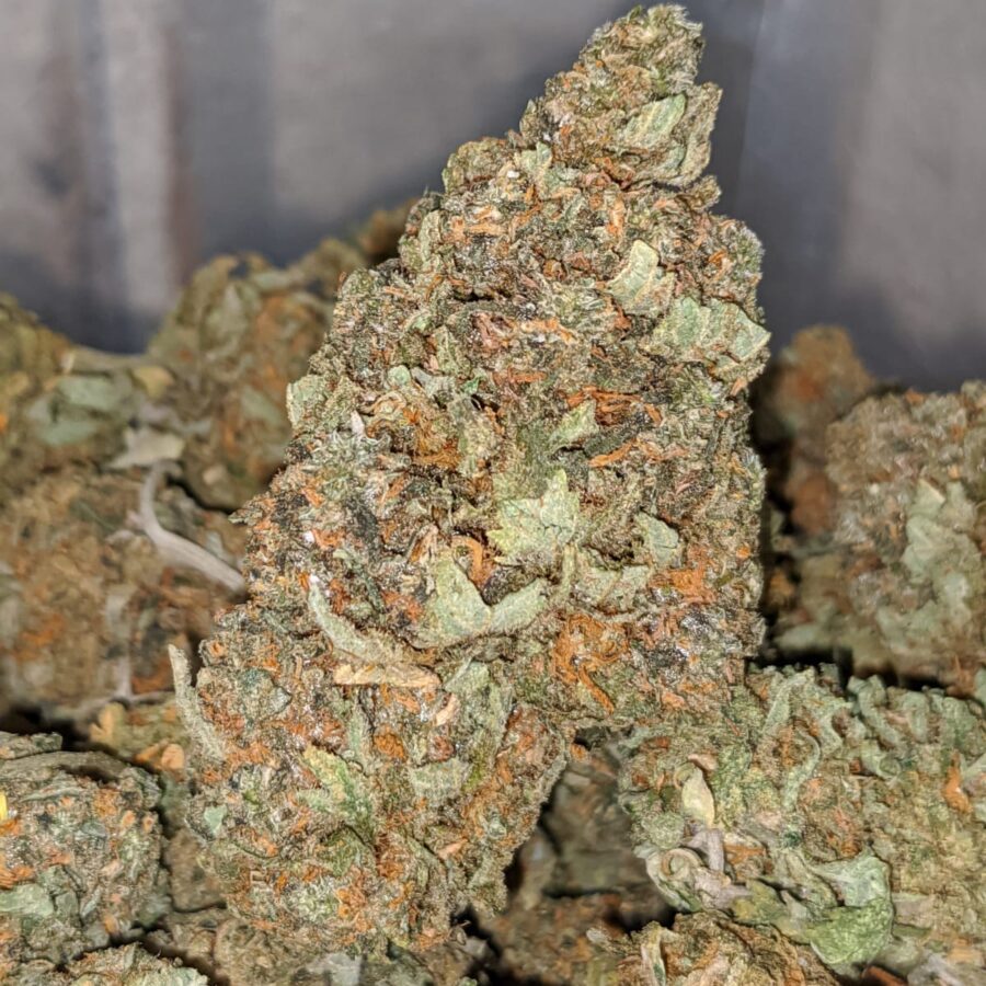 s 3 I Sonia's Jetfuel