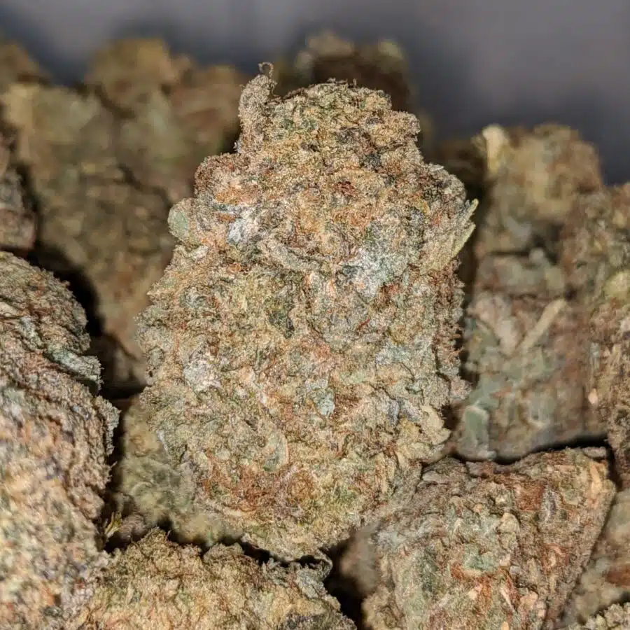 sour amensia aa 1 I Sour Amnesia AA+