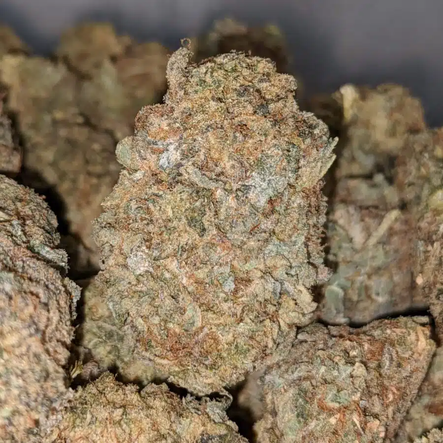 sour amensia aa 2 I Sour Amnesia AA+