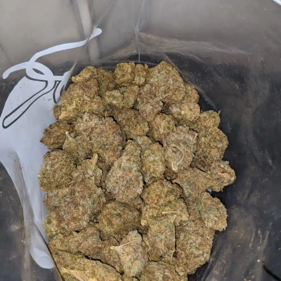 sour amensia aa 3 I Sour Amnesia AA+